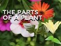 Plant Parts and Their Functions