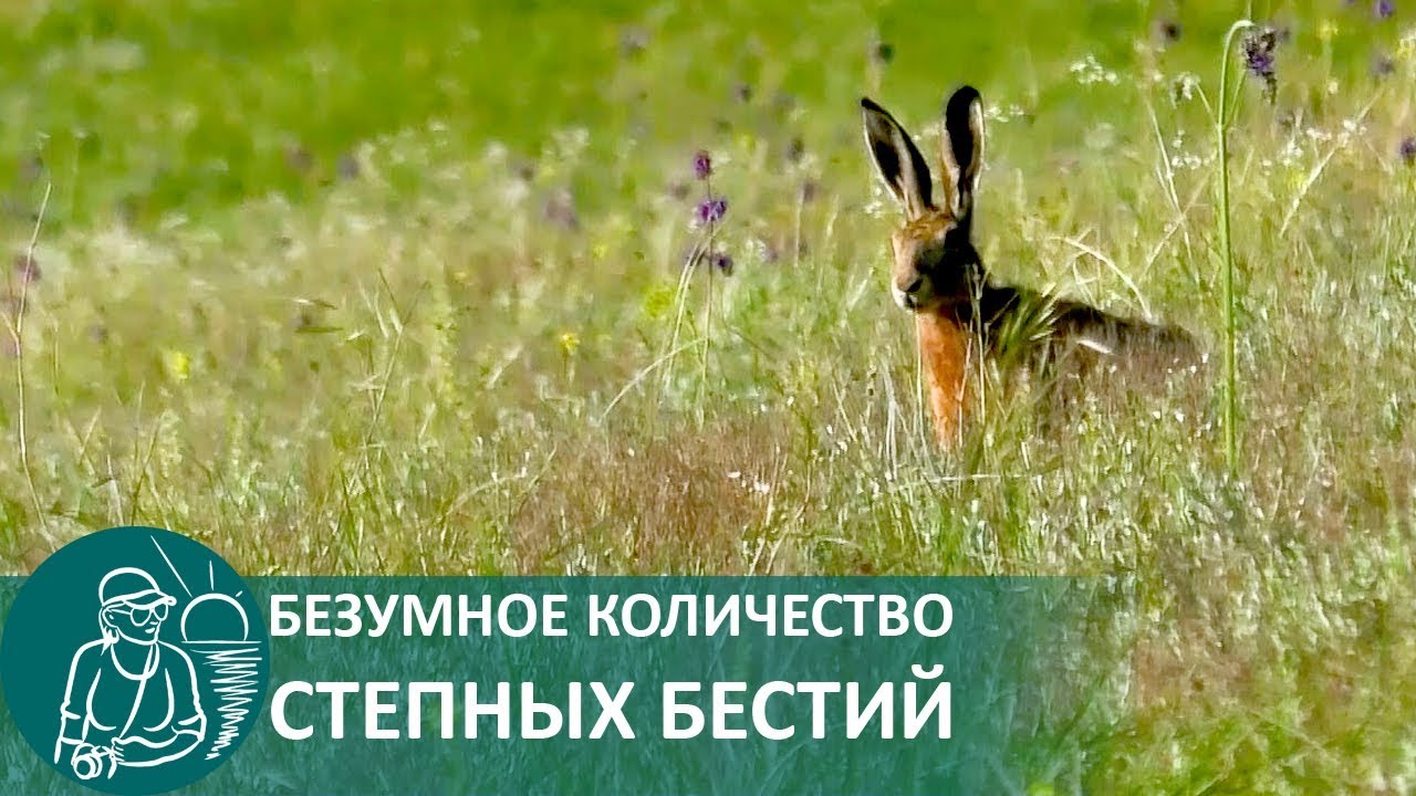 Нашествие зайцев русак атакует! :-)