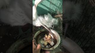 Bagolo ki bacche ko khana de dia