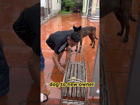 dog to new owner 🦊🐕😻Malinois training dog #malinois #becgie#germanshepherd #chó #pets #dog❌👹🦧