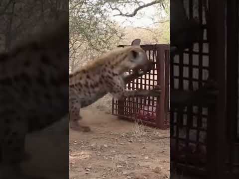 spotted hyena cautiously approaches a rusty metal cage trap place.