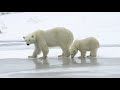 Arctic Animals and Their Adaptations