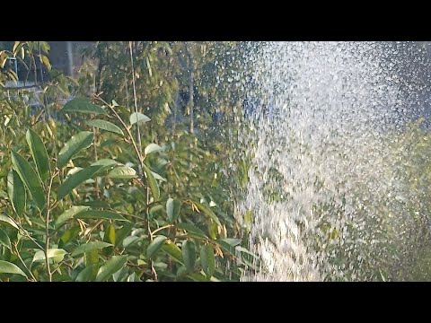 siram pohon durian di sore hari