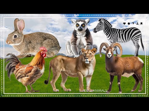 Cute Farm Animal Sounds: Lemurs, Rabbits, Goats, Roosters, Zebra,... - Animal Moments