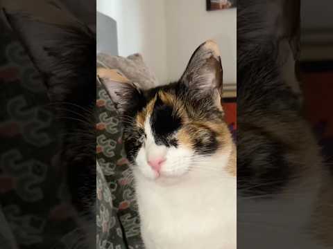 Blind cat is SO adorable 🥰