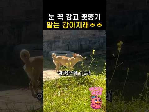 두눈 꼭 감고 꽃향기 맡는 강아지래ㅎㅎ