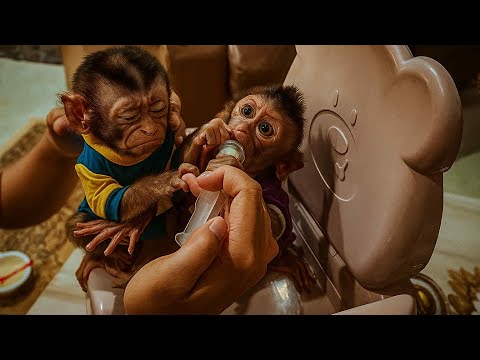 Baby Monkey Loan REFUSED to Wait… Dad Was STRESSED Feeding Time! 😩