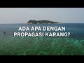 Coral Conservation and Community Involvement