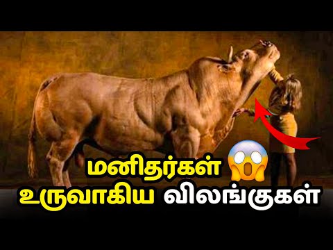 🤬இயற்கைகு எதிரான மனிதர்களின் செயல்😰| Multi facts in Tamil | hybrid animals | #hybridanimals  #facts