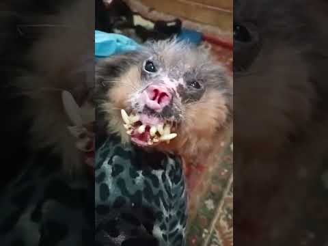 Добрый фенечка     #собака #dog #животные #cats #кот #cat #dogs #питомец