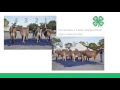 Judging Jersey Cattle Characteristics