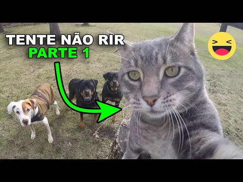 TENTE NÃO RIR COM OS ANIMAIS MAIS ENGRAÇADOS DO MUNDO 😂