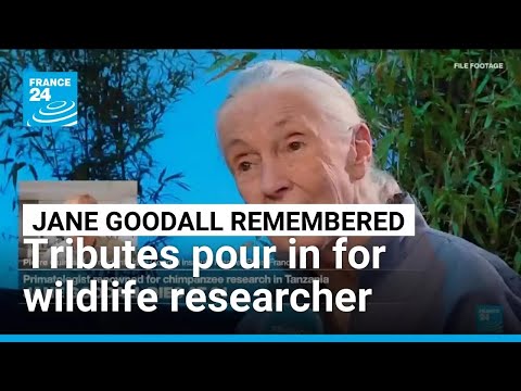 YouTube video thumbnail: Celebrated Primatologist and Conservationist Jane Goodall Dies at 91