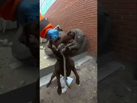 Rat would not give in!!!  professional pest control service