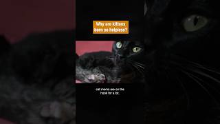 Why Are Kittens Born So Helpless? | #DeepLook #Shorts #kittens
