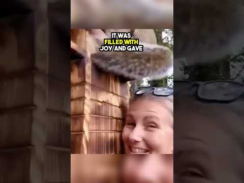 This squirrels house was destroyed but they built her a new one😲😢💔❤️