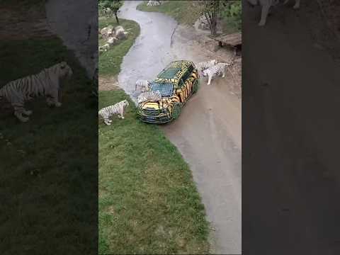 Unique Way to go on Jungle Safari 🐅