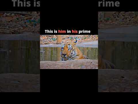 The greatest tiger in the history #viral #shorts #youtube #video