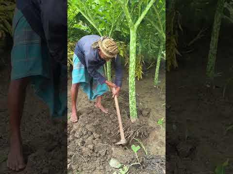কত বড় ওল তুলছে