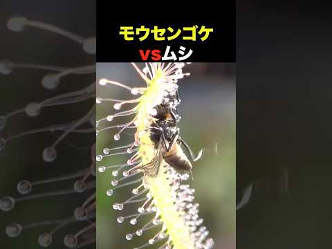 モウセンゴケvsムシ。勝つのはどっち?