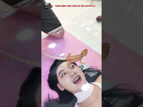 Để một đống con lên mặt nhỏ em #shorts #thèmbòsát