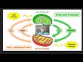 Photosynthesis and Cellular Respiration Concepts