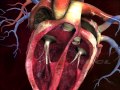 Cardiac Anatomy and Function Concepts