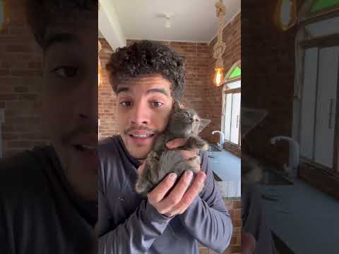 Encontrei esses gatos abandonados em um lote #gatos #pets #petsfofinhos #gato