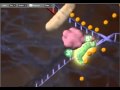 DNA Replication Processes and Enzymes