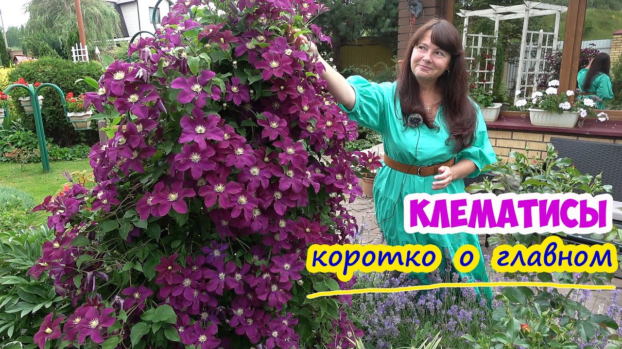 Неприхотливые КЛЕМАТИСЫ в моем саду. Подкормки, заболевания, обработки