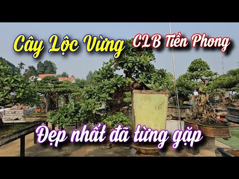 SH.9917. Lần đầu gặp cây Lộc Vừng dáng Huyền đẹp nhất Vịnh Bắc Bộ. Triển lãm CLB Tiền Phong.