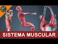 Músculos e suas Funções