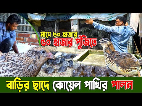 ৫০ হাজার পুঁজিতে মাসে ৩০ হাজার। বাড়ির ছাদে কোয়েল পাখির খামার