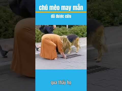 chú mèo may mắn đã được cứu