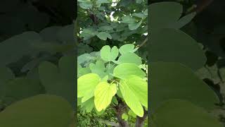 चरबीच्या गाठी गायब होतील, या सालीचा वापर करा