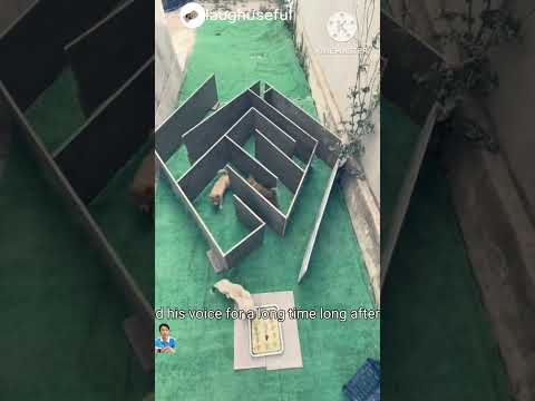 Hai em cún vượt ma trận đến với thức ăn