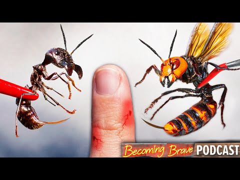 Murder Hornet vs. Bullet Ant!