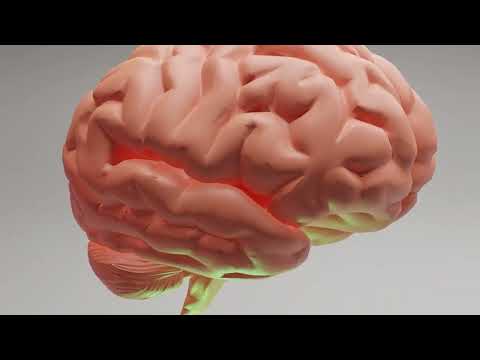 UMH TV - Identifican un grupo de neuronas implicado en la ansiedad o el autismo