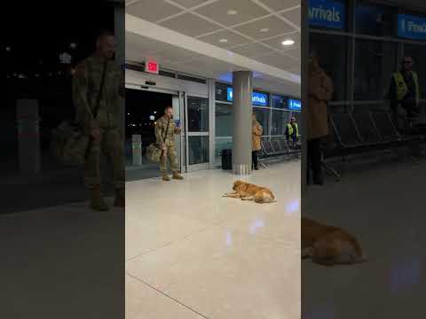 A loyal dog waited for its owner, who had served in the military, at the immigration office