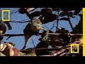 Boomslang and Chameleon: A Wildlife Encounter