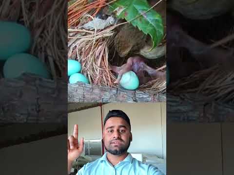 পাখিটা কিভাবে ডিমগুলো নিচে ফেলে দিচ্ছে #reels #shortvideo #foryou #duet