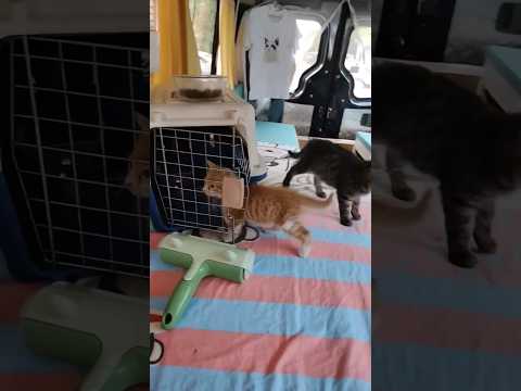 Cute kittens❤️【57】#shorts #cat #kittens #pets #babycat #funnycats #cutecat 😻