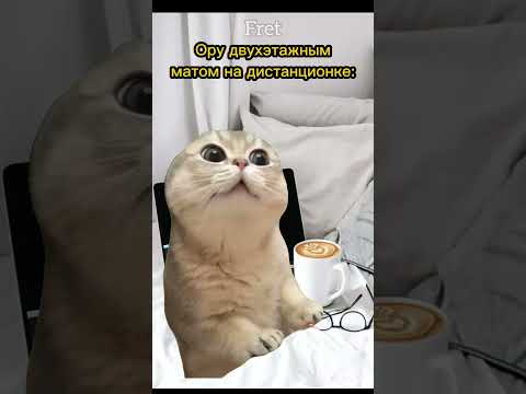 Забыл выключить микрофон😱 Пародия на @Danya_rodnoy #cat #фрет #мем