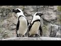 Penguin Ophthalmic Health Assessments