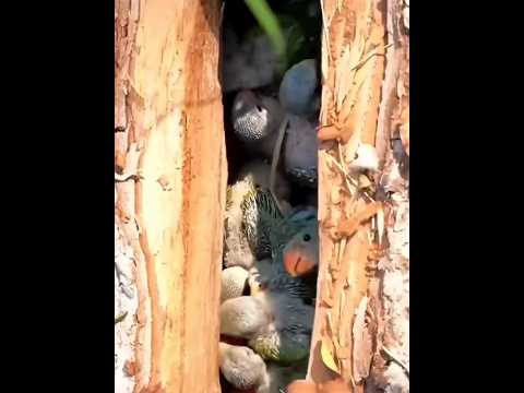 The woodcutter saved the life of the baby parrot short video #shorts