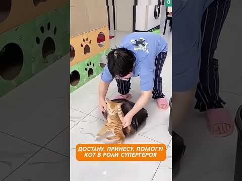 10 забавных моментов, когда кот спасал ситуацию