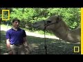 Vicksburg and Camels in History