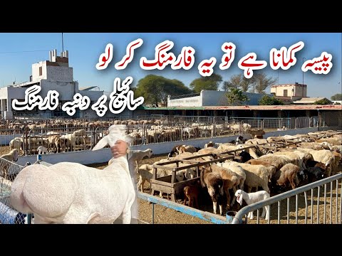 Biggest Dumba and Sheep Farm ll Profitable Business idea