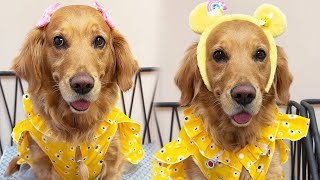 Funny Dog _Come and see the dog's dress-up show, super cute!#cuihuastory #cute pet