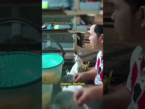 Sopan dan lembut kucing ini minta makanan ke penjual ketoprak !!